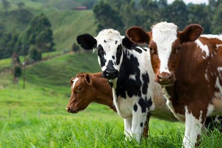 Dairy producer Spain